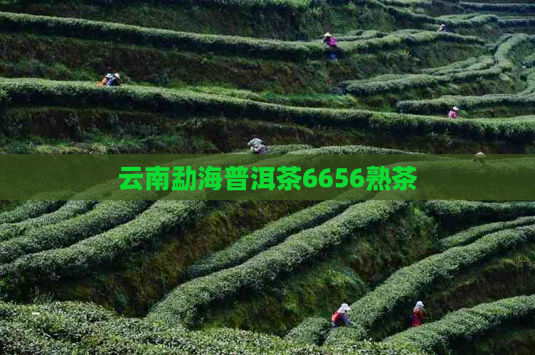 云南勐海普洱茶6656熟茶