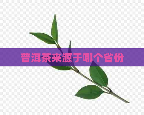 普洱茶来源于哪个省份