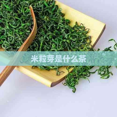 米粒芽是什么茶