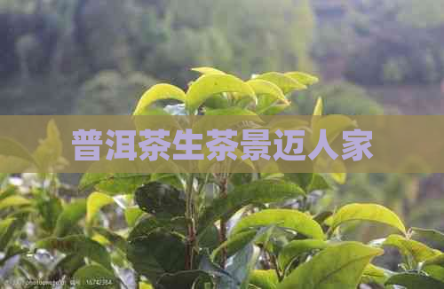 普洱茶生茶景迈人家