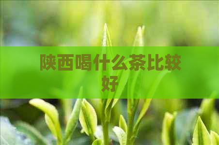 陕西喝什么茶比较好