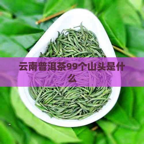 云南普洱茶99个山头是什么