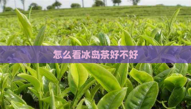 怎么看冰岛茶好不好