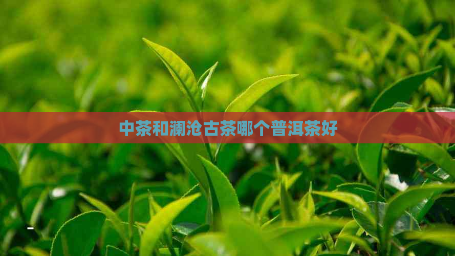 中茶和澜沧古茶哪个普洱茶好