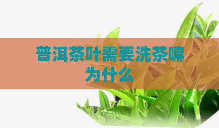 普洱茶叶需要洗茶嘛为什么