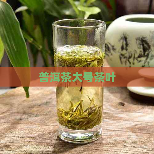 普洱茶大号茶叶