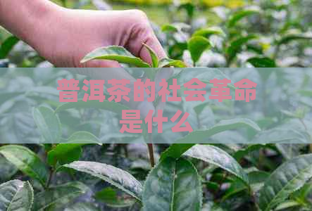 普洱茶的社会革命是什么