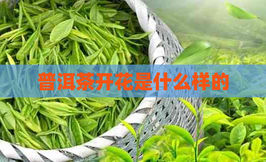 普洱茶开花是什么样的