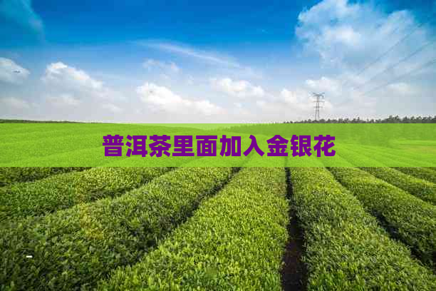 普洱茶里面加入金银花