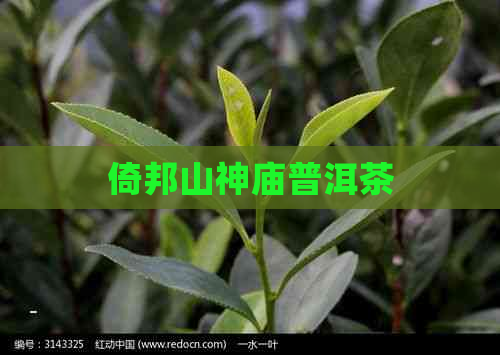 倚邦山神庙普洱茶