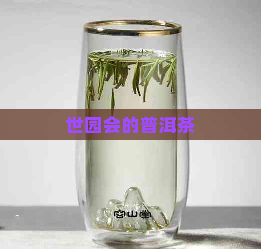 世园会的普洱茶