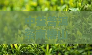 中益普洱茶南糯山大树熟茶