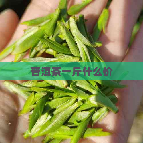 普洱茶一斤什么价