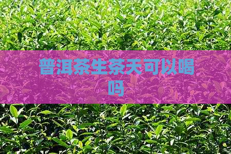 普洱茶生茶天可以喝吗