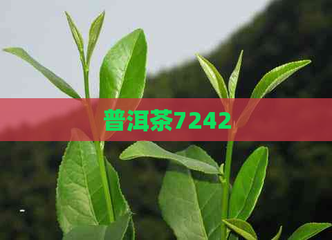 普洱茶7242