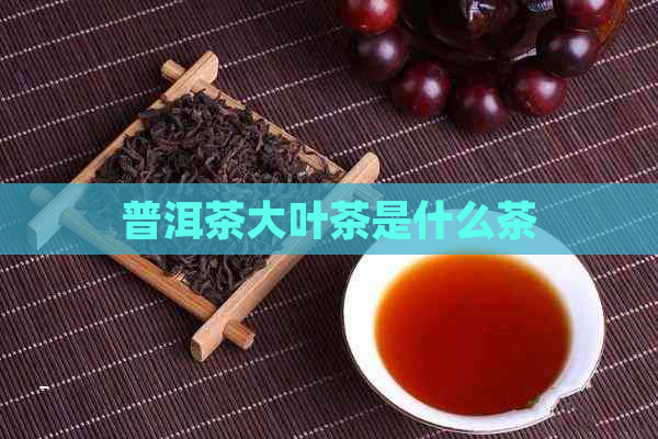 普洱茶大叶茶是什么茶