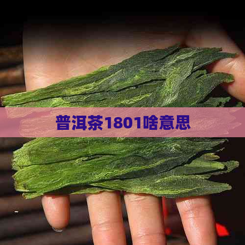 普洱茶1801啥意思