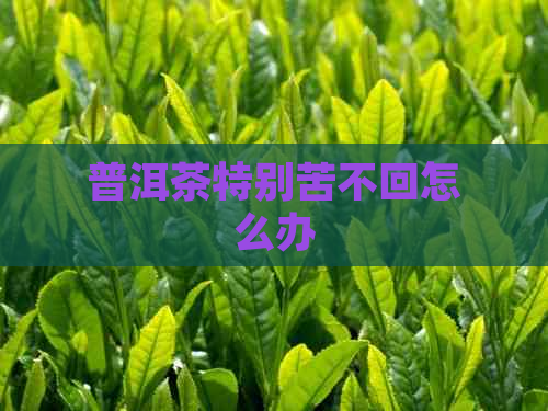 普洱茶特别苦不回怎么办