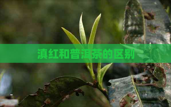 滇红和普洱茶的区别