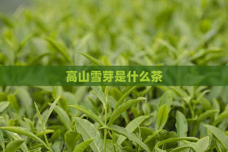 高山雪芽是什么茶