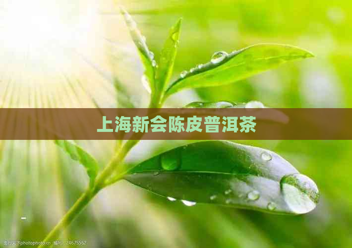 上海新会陈皮普洱茶