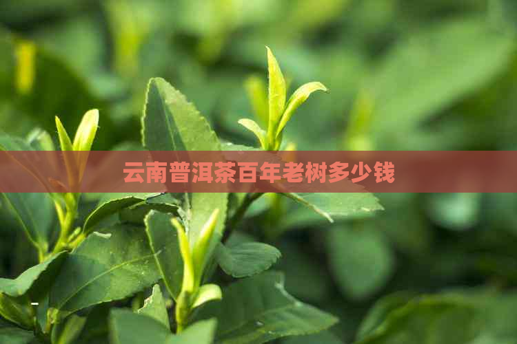 云南普洱茶百年老树多少钱