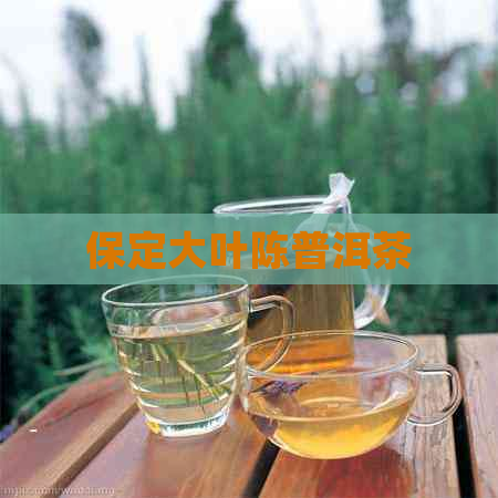 保定大叶陈普洱茶