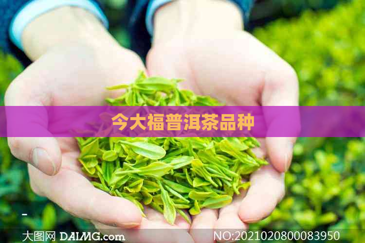 今大福普洱茶品种