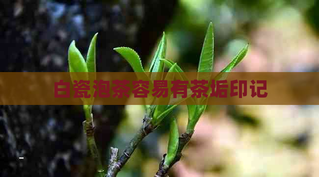 白瓷泡茶容易有茶垢印记