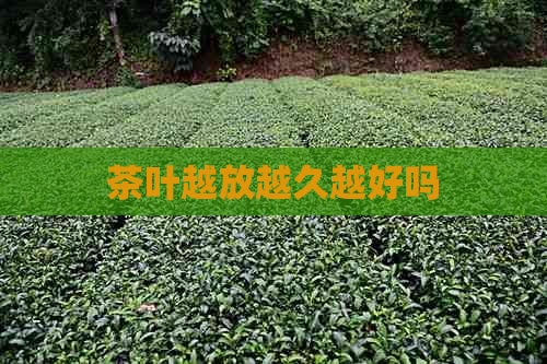 茶叶越放越久越好吗