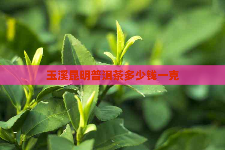 玉溪昆明普洱茶多少钱一克