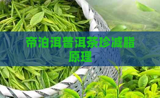 帝泊洱普洱茶珍减脂原理