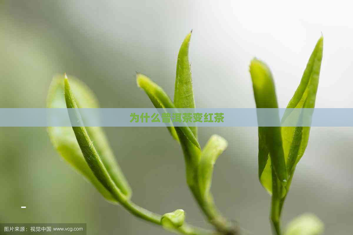 为什么普洱茶变红茶