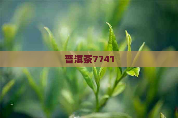 普洱茶7741