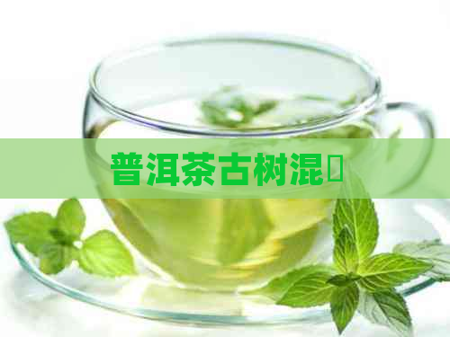 普洱茶古树混釆