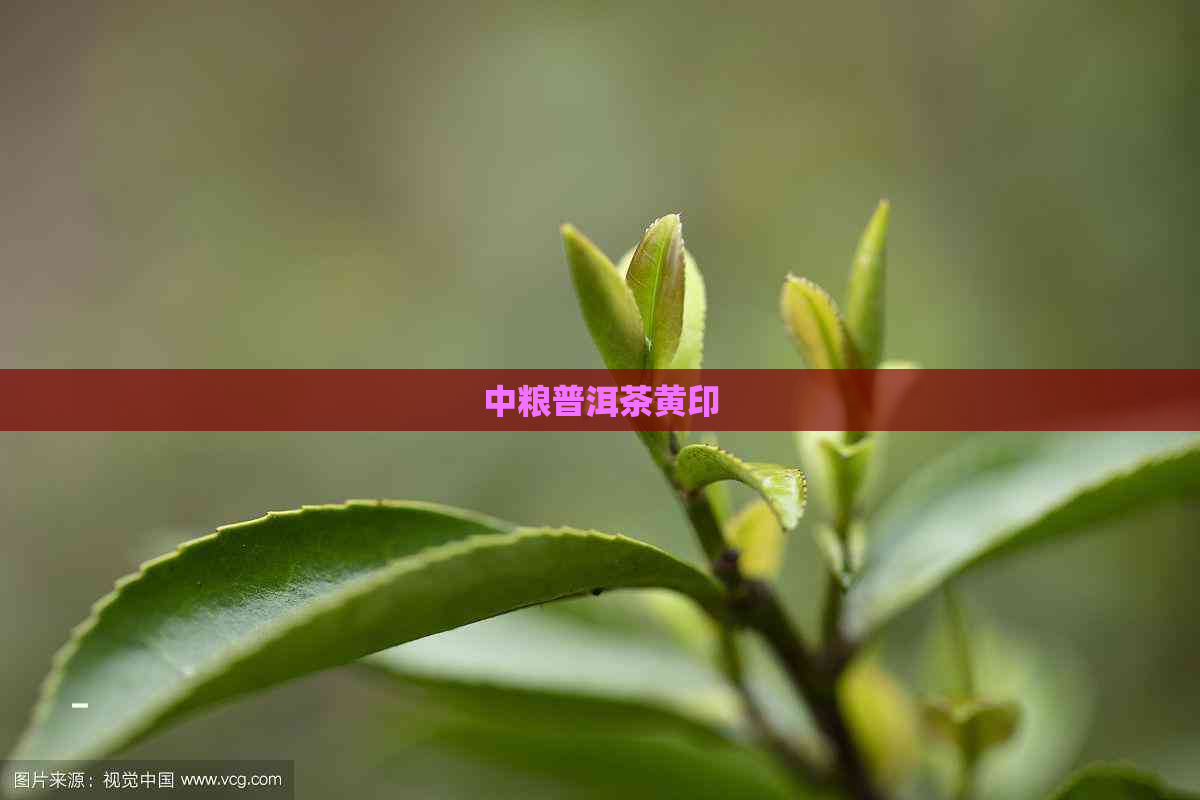 中粮普洱茶黄印