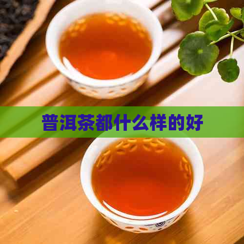 普洱茶都什么样的好