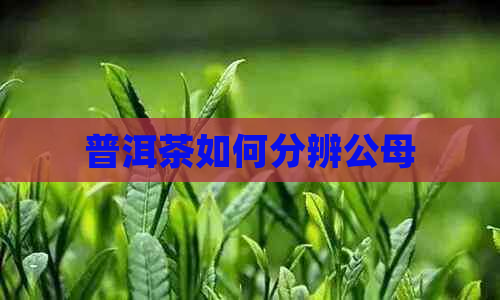 普洱茶如何分辨公母