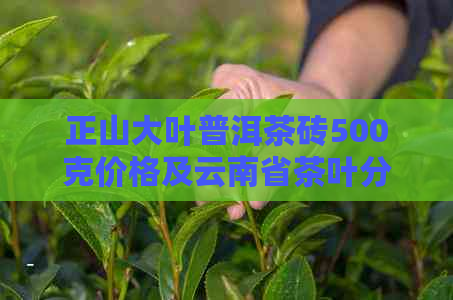 正山大叶普洱茶砖500克价格及云南省茶叶分公司：了解云南正山大叶茶砖详情