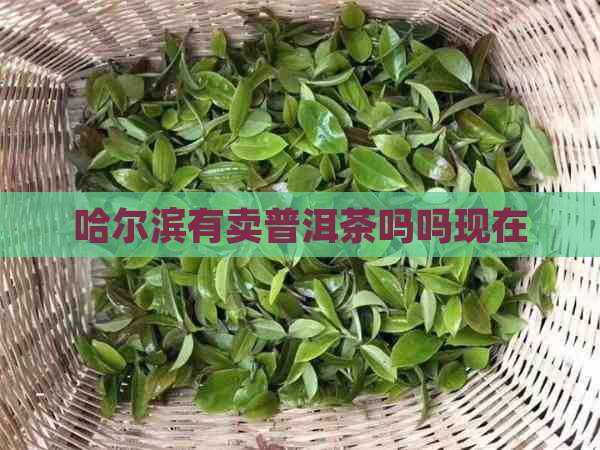 哈尔滨有卖普洱茶吗吗现在