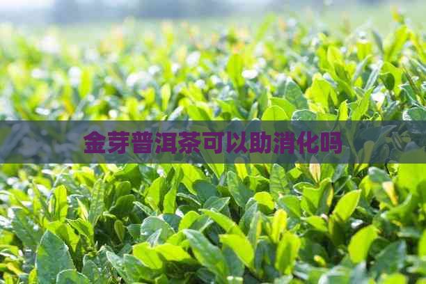 金芽普洱茶可以助消化吗