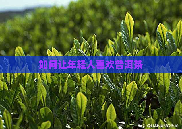 如何让年轻人喜欢普洱茶