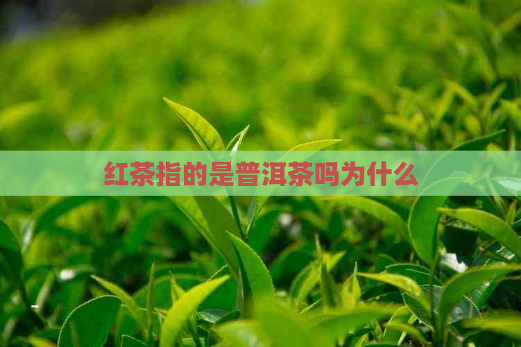 红茶指的是普洱茶吗为什么