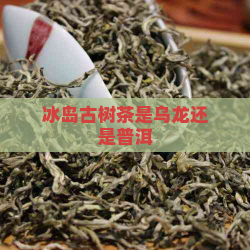 冰岛古树茶是乌龙还是普洱