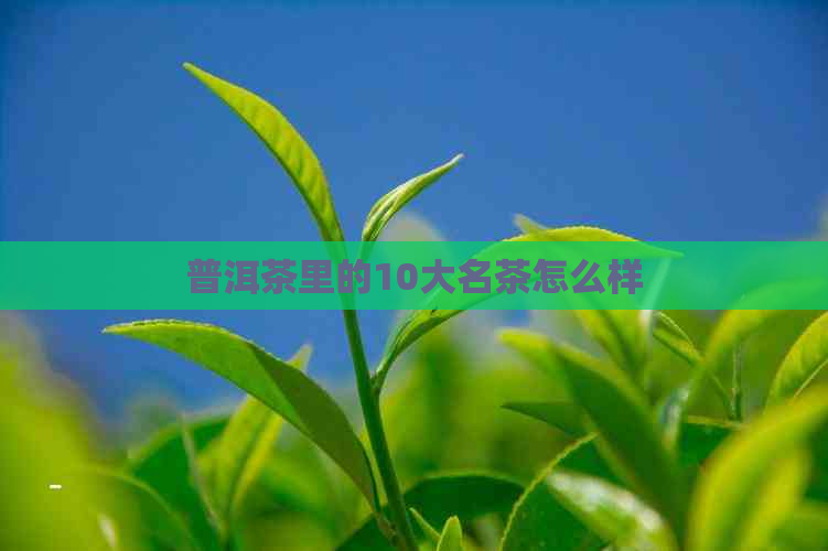 普洱茶里的10大名茶怎么样