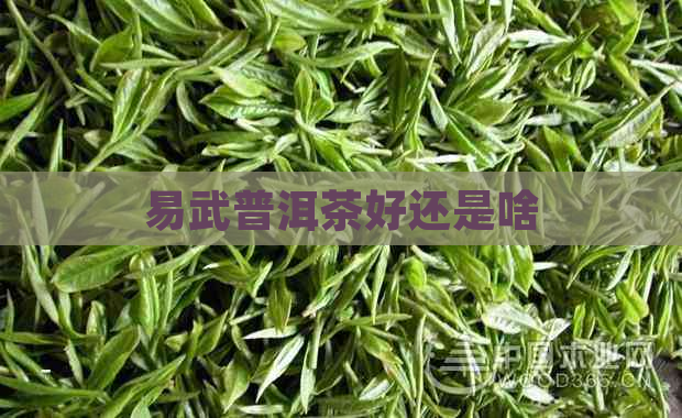 易武普洱茶好还是啥