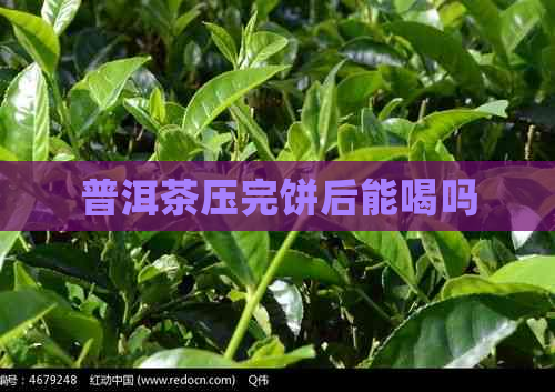 普洱茶压完饼后能喝吗