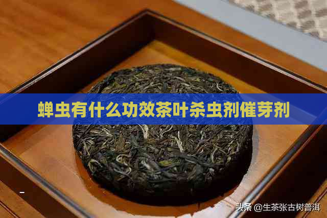 蝉虫有什么功效茶叶杀虫剂催芽剂