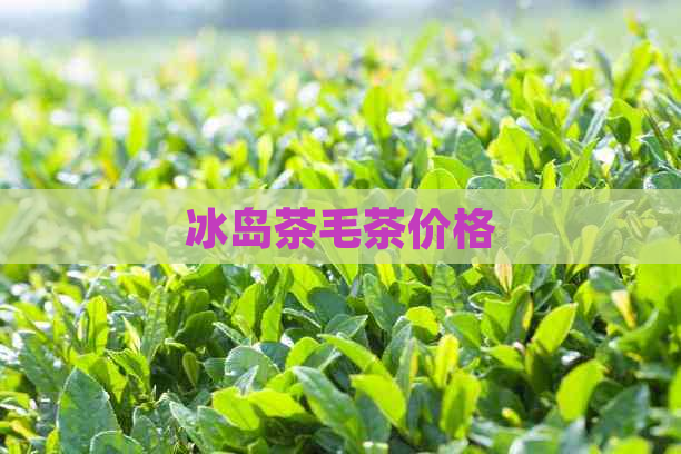 冰岛茶毛茶价格