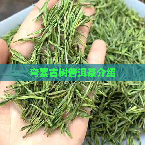 弯寨古树普洱茶介绍